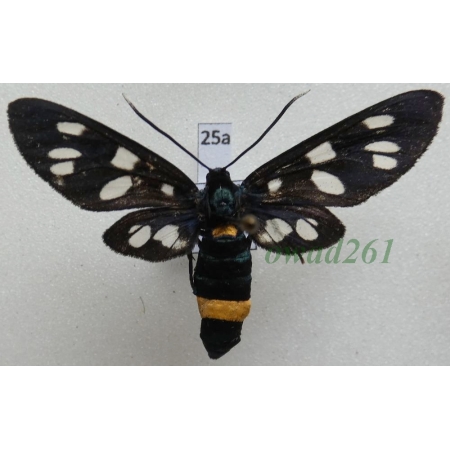 Amata phegea (Linnaeus, 1758) Poland25a
